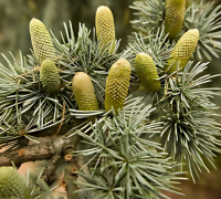  Talispatra (Abies Webbiana)